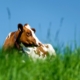 cow-animal-brown-white-stockpack-pixabay.jpg cow, animal, brown white
