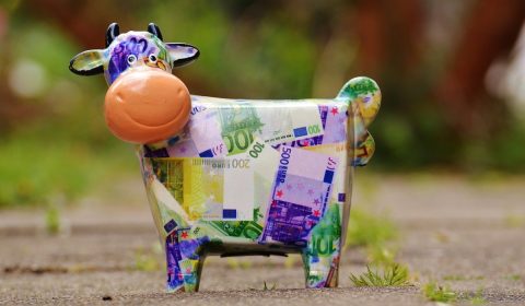 cow, save up, money