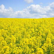 field-of-rapeseeds-oilseed-rape-sea-of-flowers-stockpack-pixabay.jpg field of rapeseeds, oilseed rape, sea of flowers