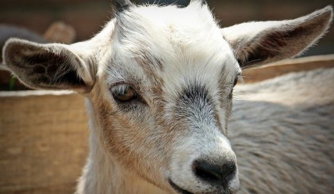 goat, animal, horns