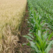 green-corn-plant-field-stockpack-unsplash.jpg green corn plant field