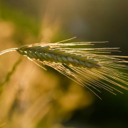 rye, ear, grain