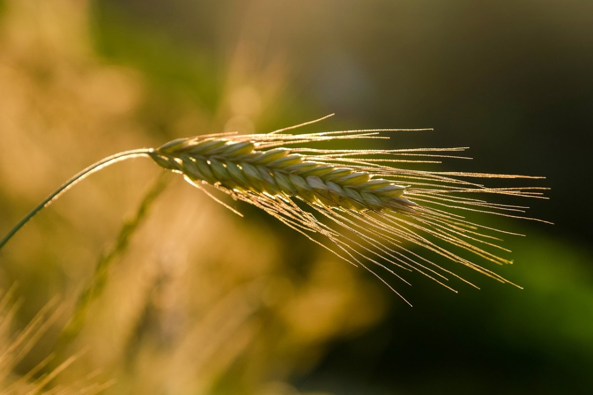 rye-ear-grain-stockpack-pixabay.jpg rye, ear, grain