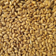 brown-grains-stockpack-unsplash.jpg brown grains