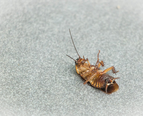 Close up photo of a cockroach