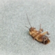 close-up-photo-of-a-cockroach-stockpack-pexels.jpg Close up photo of a cockroach