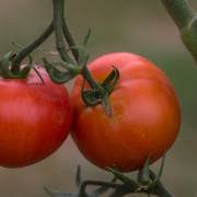 fruit-tomatoes-tomato-panicle-stockpack-pixabay.jpg fruit, tomatoes, tomato panicle