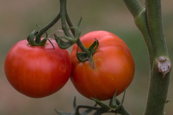 fruit, tomatoes, tomato panicle