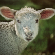 lamb-sheep-animal-stockpack-pixabay.jpg lamb, sheep, animal