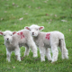 Lambs in a field