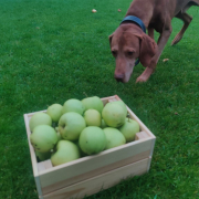 mere mar caine Vizsla Vijla maghiară gazon verde Copyright foto Contactati www.afaceri.news Mere Caine Vizsla Vijla Maghiară Gazon Verde Copyright Foto Contactati Www.afaceri.news