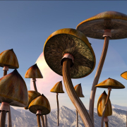 mushrooms-psilocybe-psychedelic-stockpack-pixabay.jpg mushrooms, psilocybe, psychedelic