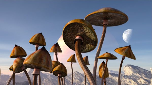 mushrooms, psilocybe, psychedelic