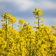 rapeseeds-yellow-flowers-stockpack-pixabay.jpg rapeseeds, yellow, flowers