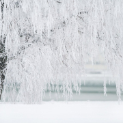 winter-tree-snow-stockpack-pixabay.jpg winter, tree, snow
