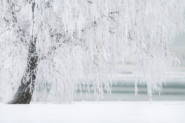 winter, tree, snow