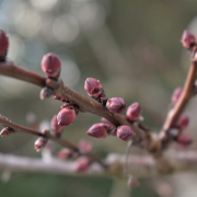 apricot-tree-tree-apricots-stockpack-pixabay.jpg apricot tree, tree, apricots