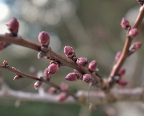 apricot-tree-tree-apricots-stockpack-pixabay.jpg apricot tree, tree, apricots