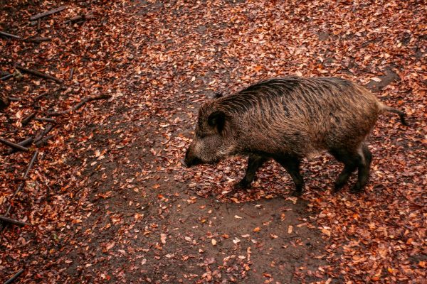 brown wild boar