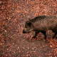 brown-wild-boar-stockpack-unsplash.jpg brown wild boar
