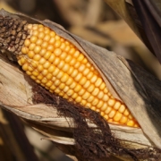 corn, cornfield, agriculture