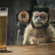corona, ape, drink