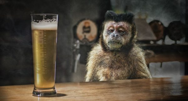 corona, ape, drink
