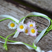 daisy-heart-romance-stockpack-pixabay.jpg daisy, heart, romance