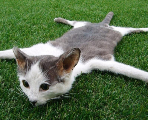 Dead Cat Bounce