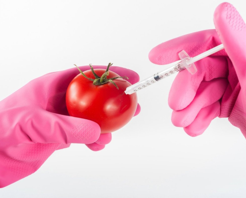 modified-tomato-genetically-stockpack-pixabay.jpg modified, tomato, genetically