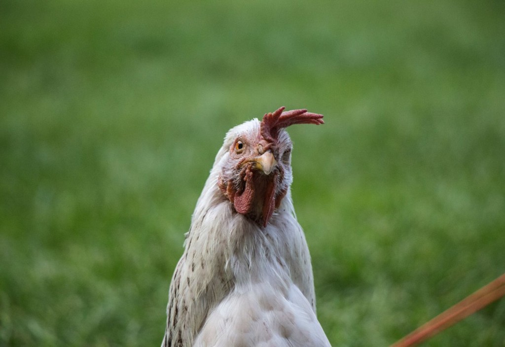 selective-focus-photography-of-white-chicken-stockpack-pexels.jpg Selective focus photography of white chicken