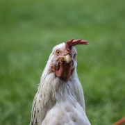 selective-focus-photography-of-white-chicken-stockpack-pexels.jpg Selective focus photography of white chicken