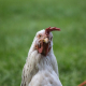 selective-focus-photography-of-white-chicken-stockpack-pexels.jpg Selective focus photography of white chicken