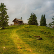 tree, grass, landscape