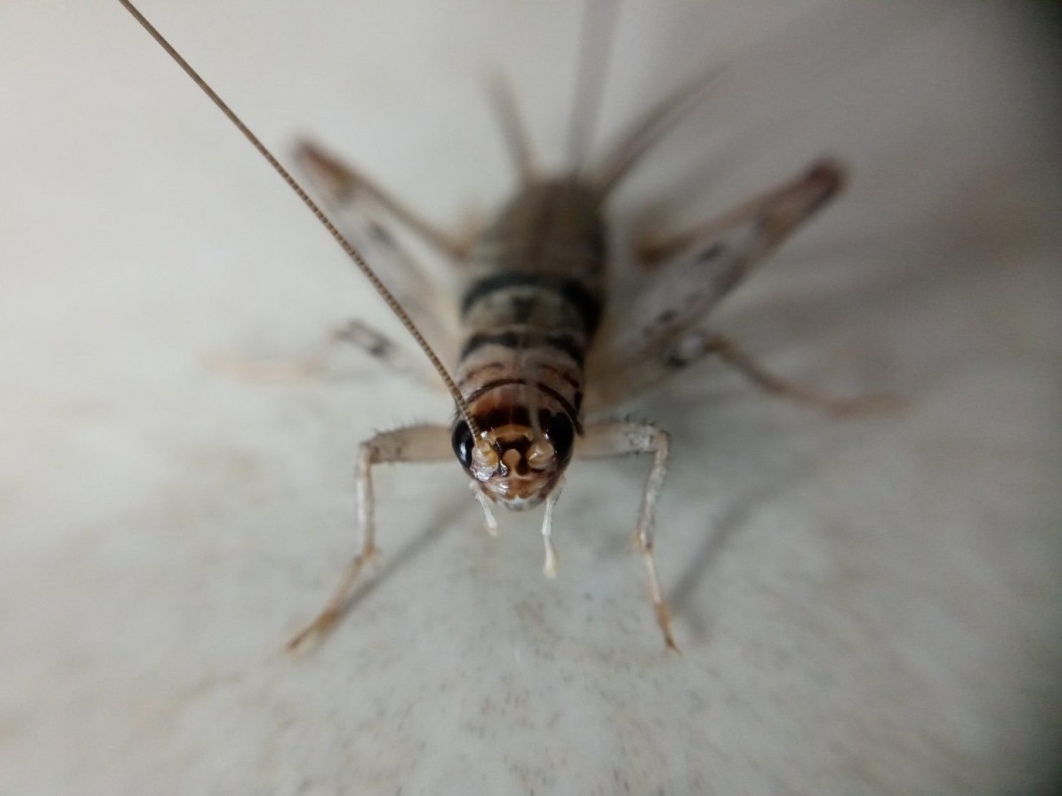 tropical house cricket, cricket, insect