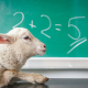 white-sheep-on-white-surface-stockpack-unsplash.jpg white sheep on white surface
