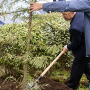 Emil Boc plantare Emil Boc Plantare