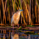 A bird standing on the edge of a pond