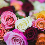 Assorted color of rose flowers