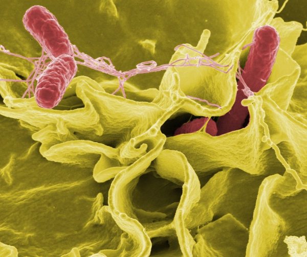 bacteria, salmonella, pathogens