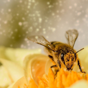 bee, flower, macro
