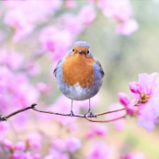 bird-robin-spring-stockpack-pixabay.jpg bird, robin, spring