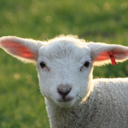 easter-lamb-cute-stockpack-pixabay.jpg easter, lamb, cute