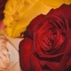 international-womens-day-march-8-spring-stockpack-pixabay.jpg international women's day, march 8, spring