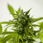 marijuana-cannabis-hash-stockpack-pixabay.jpg marijuana, cannabis, hash