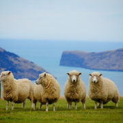 new-zealand-sea-sheep-stockpack-pixabay.jpg new zealand, sea, nature