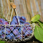 plums-fruits-basket-stockpack-pixabay.jpg plums, fruits, basket