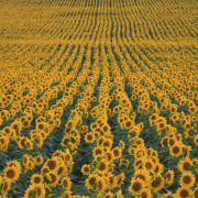 sunflower fields