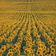 sunflower-fields-stockpack-unsplash.jpg sunflower fields