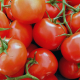 tomatoes, vegetables, red